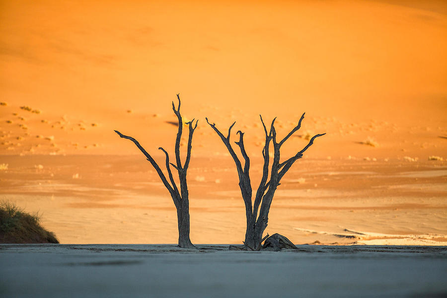 Abstract Photograph - Dead Trees In Deadvlei, Namibia #2 by Ben McRae