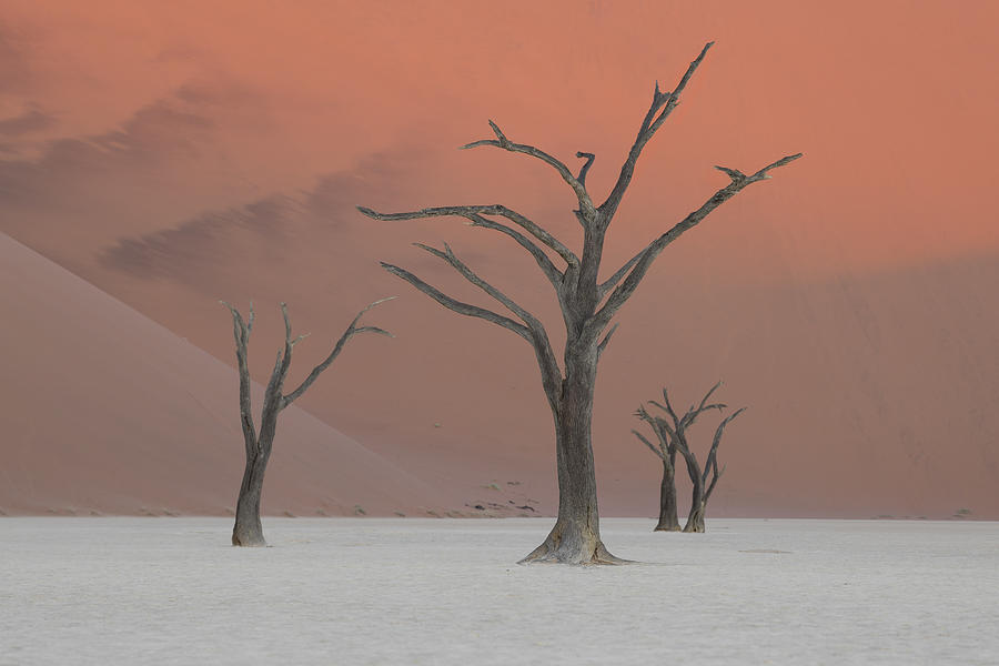 Tree Photograph - Deadviel #2 by Roberto Marchegiani