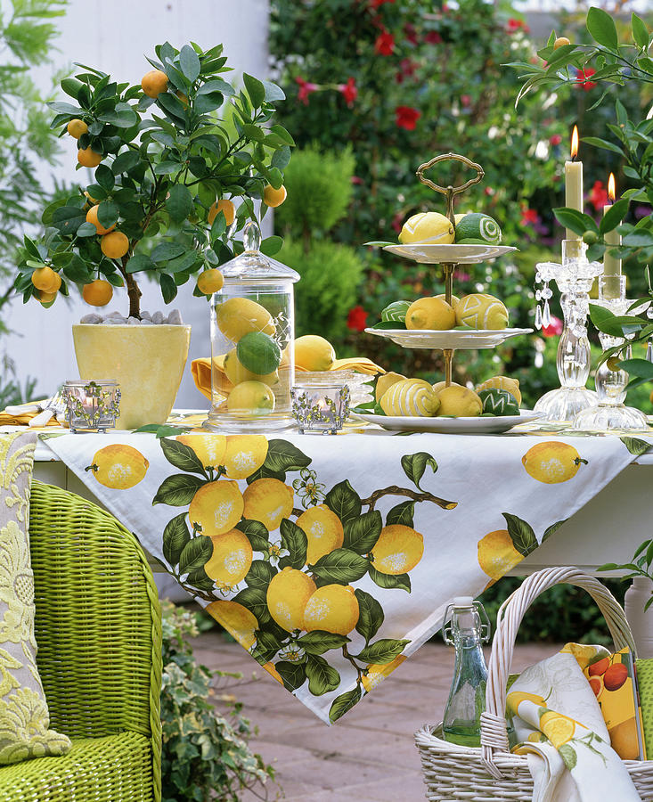 Decorate Lemons And Limes #2 Photograph by Friedrich Strauss