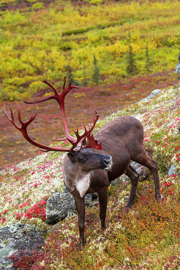 Caribou in Denali National Park Photograph by Scott Slone