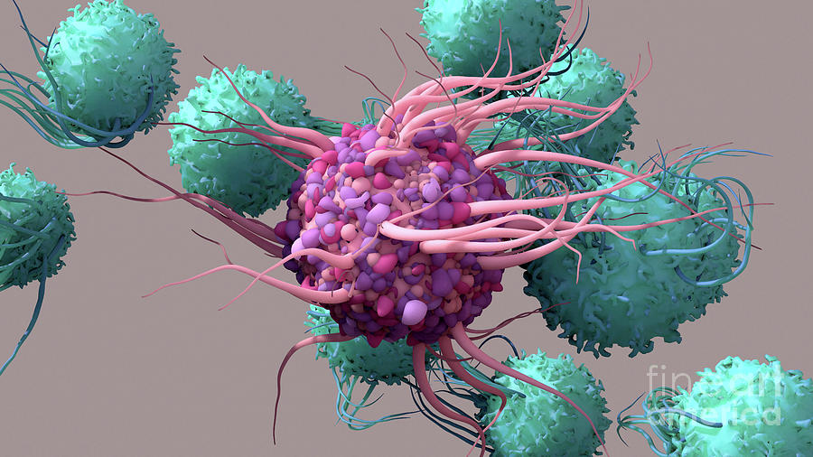 Dendritic Cell Activating T-cells #2 Photograph by Design Cells/science Photo Library