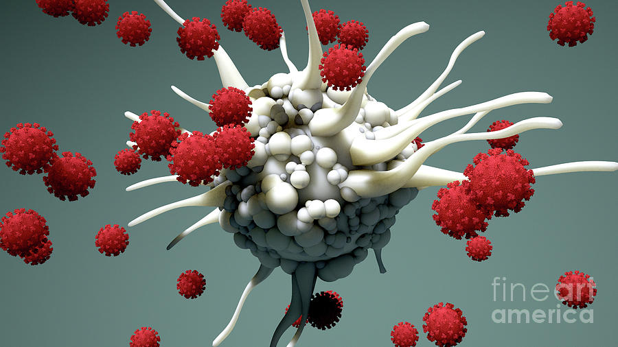 Dendritic Cell And Virus Particles #2 Photograph by Design Cells/science Photo Library