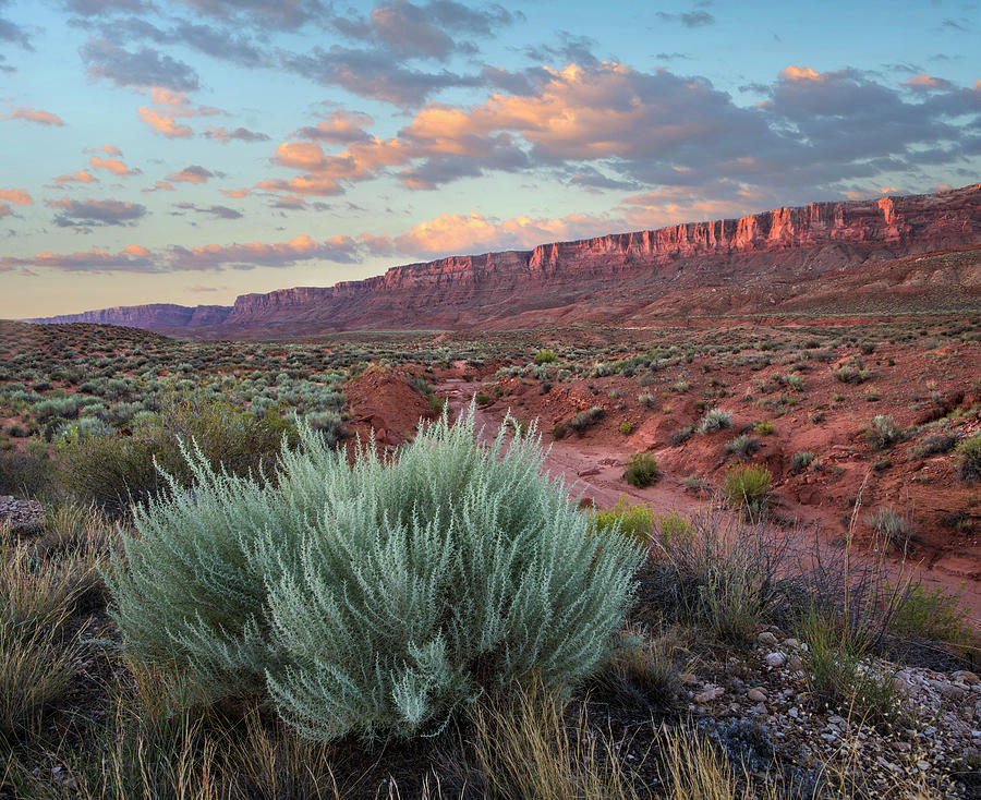 Desert And Cliffs, Vermilion Cliffs Nm, Arizona #2 Photograph by Tim Fitzharris