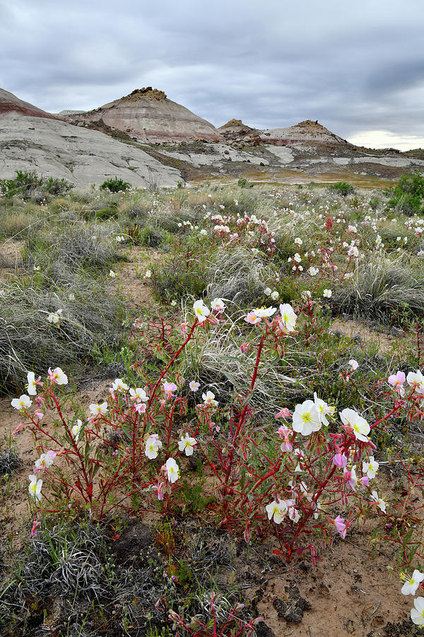 Desert Roses at Ruby Mountain #2 Photograph by Ray Mathis