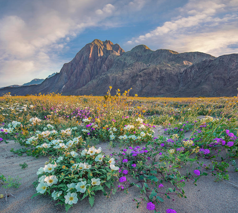 Desert Sand Verbena, Desert Sunflower, And Desert Lily Spring Bloom, Anza-borrego Desert State Park, California #2 Photograph by Tim Fitzharris