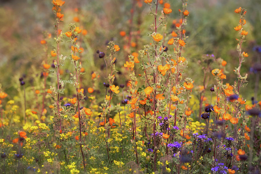 Desert Wildflowers  #2 Photograph by Saija Lehtonen