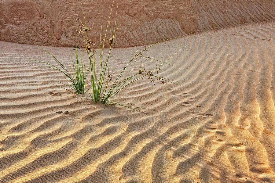 Desert Photograph - Desert With Sand #2 by Tom Norring