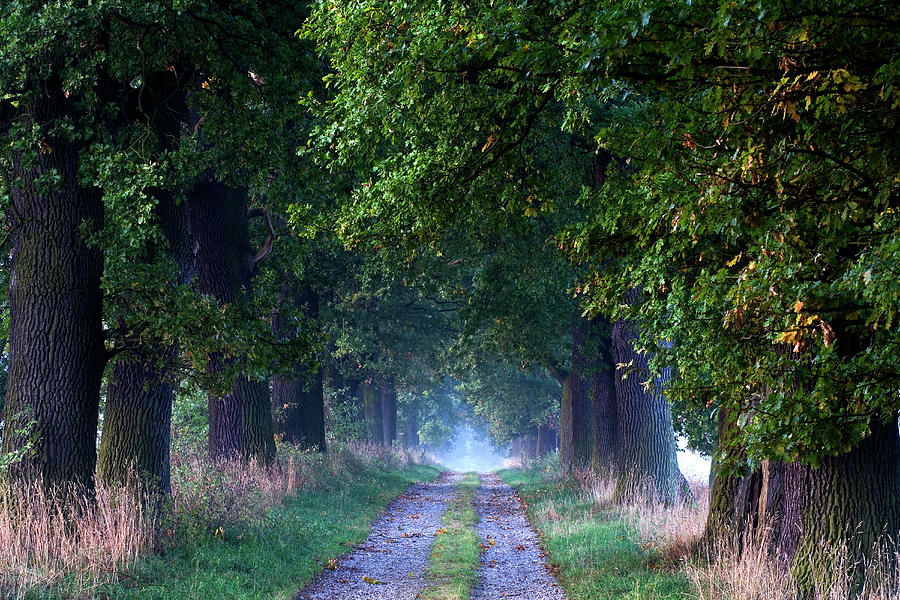 Deserted Oak Alley At Reinhardswald, Domain Beberbeck, Hesse, Germany, Europe #2 Photograph by H.& D. Zielske