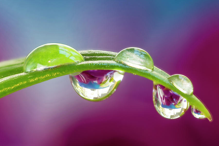 Lily Photograph - Dew Drop Reflecting Flowers #2 by Darrell Gulin