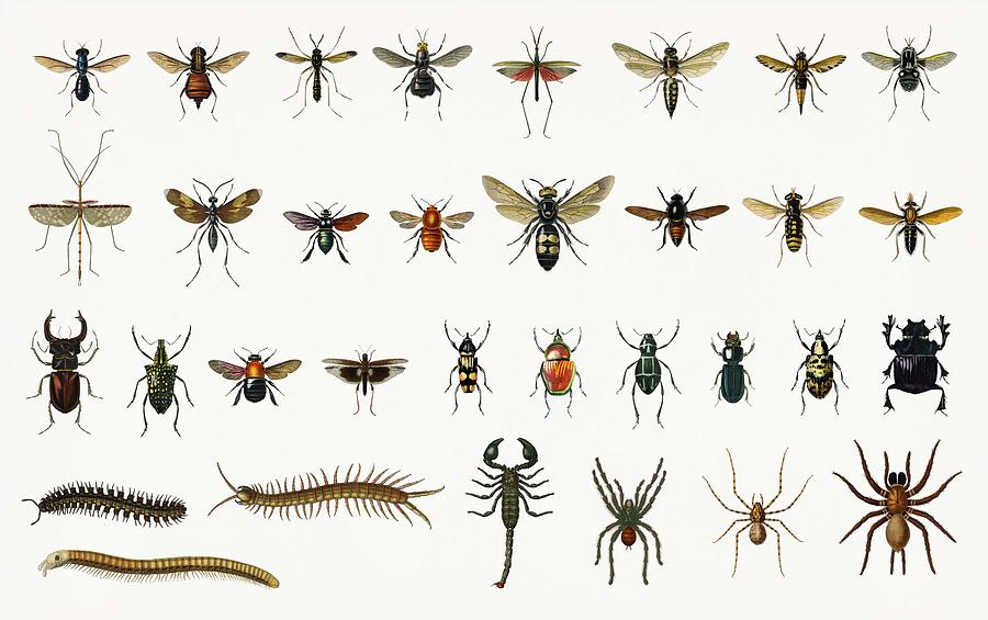 types-of-insects-what-is-an-insect-dk-find-out