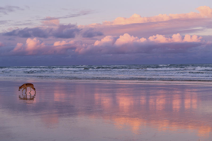 Dingo At Beach In Fraser Island, Queensland, Australia #2 Photograph by ...