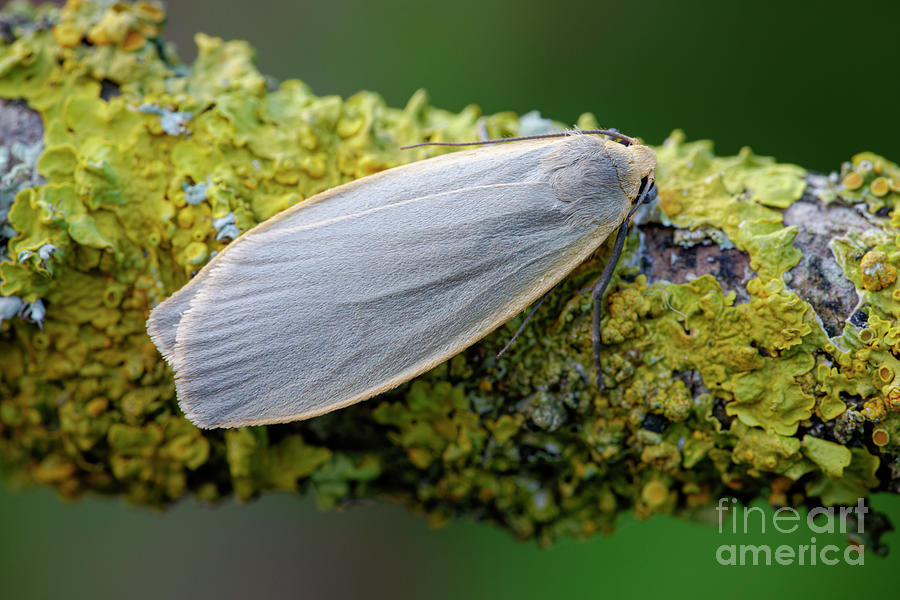Nature Photograph - Dingy Footman Moth #2 by Heath Mcdonald/science Photo Library