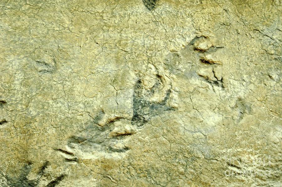 Dinosaur Footprint Fossils #2 Photograph by Chris Hellier/science Photo Library
