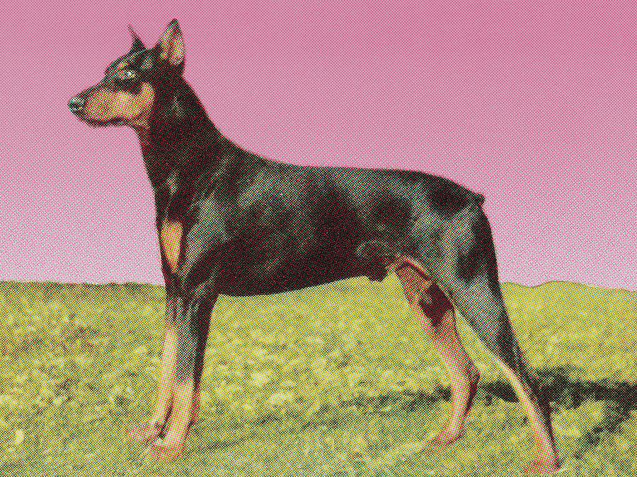 Vintage Drawing - Doberman Pinscher #2 by CSA Images