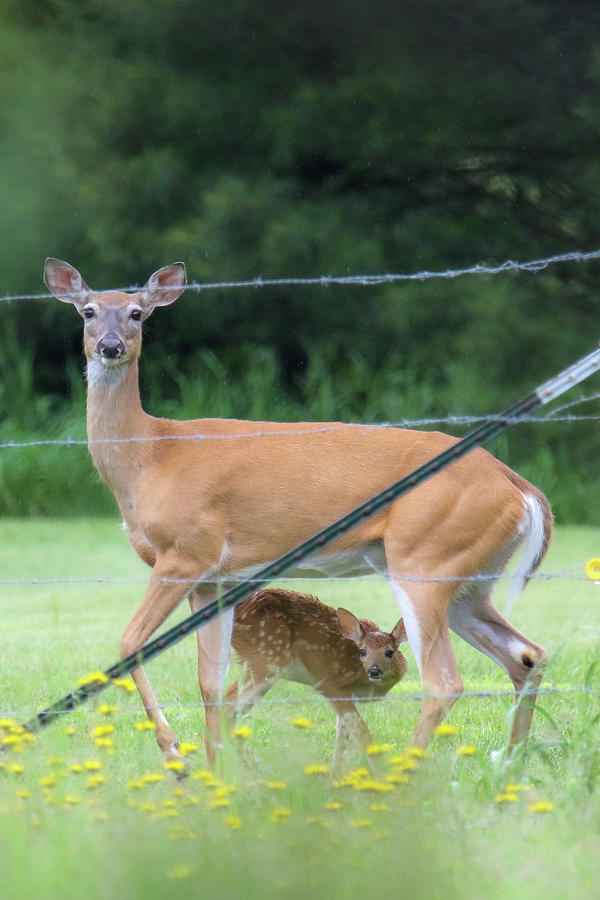 Doe and Fawn Photograph by Brook Burling - Fine Art America