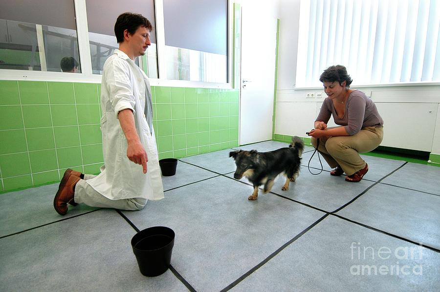 Dog Behaviour Research #2 Photograph by Mona Lisa Production/science Photo Library