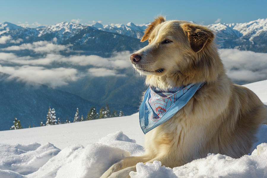 Snow sale mountain dog