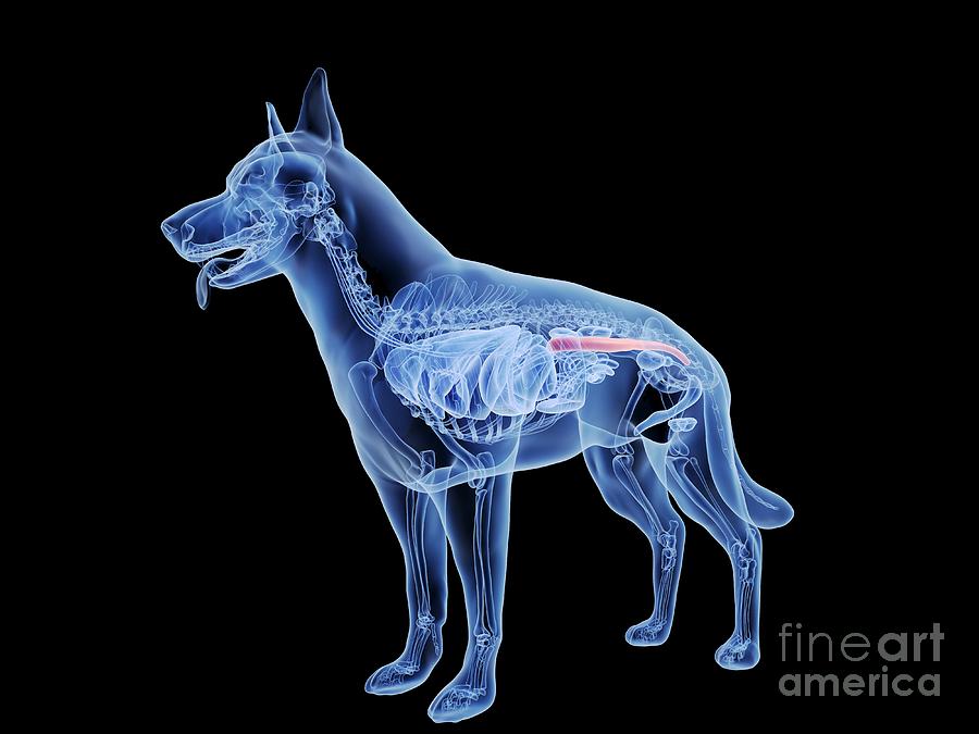 dog-large-intestine-photograph-by-sebastian-kaulitzki-science-photo-library