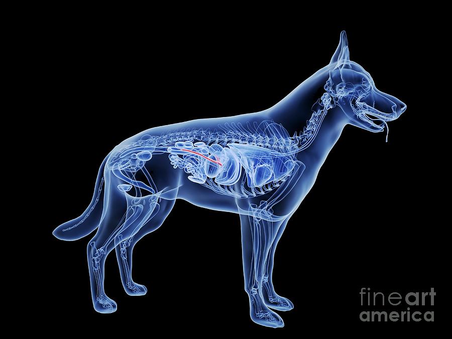 Dog Pancreas Photograph by Sebastian Kaulitzki/science Photo Library ...