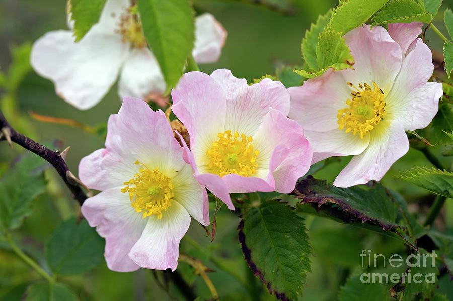 Dog Rose (rosa Canina) #2 Photograph by Dr Keith Wheeler/science Photo Library