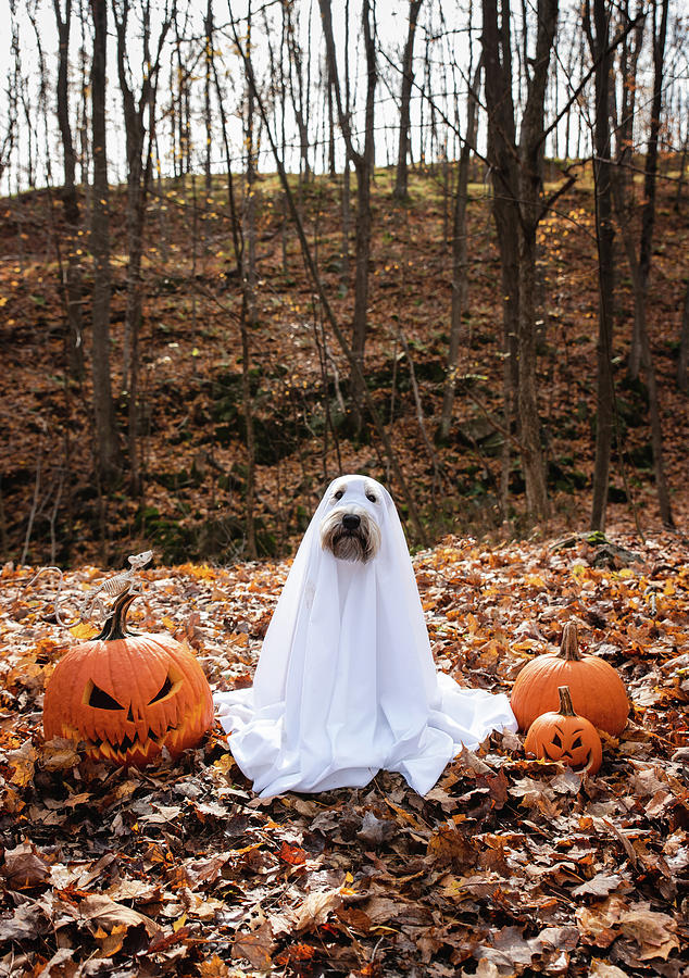 Halloween Dog sitting pretty in her Halloween Costume#Asha the