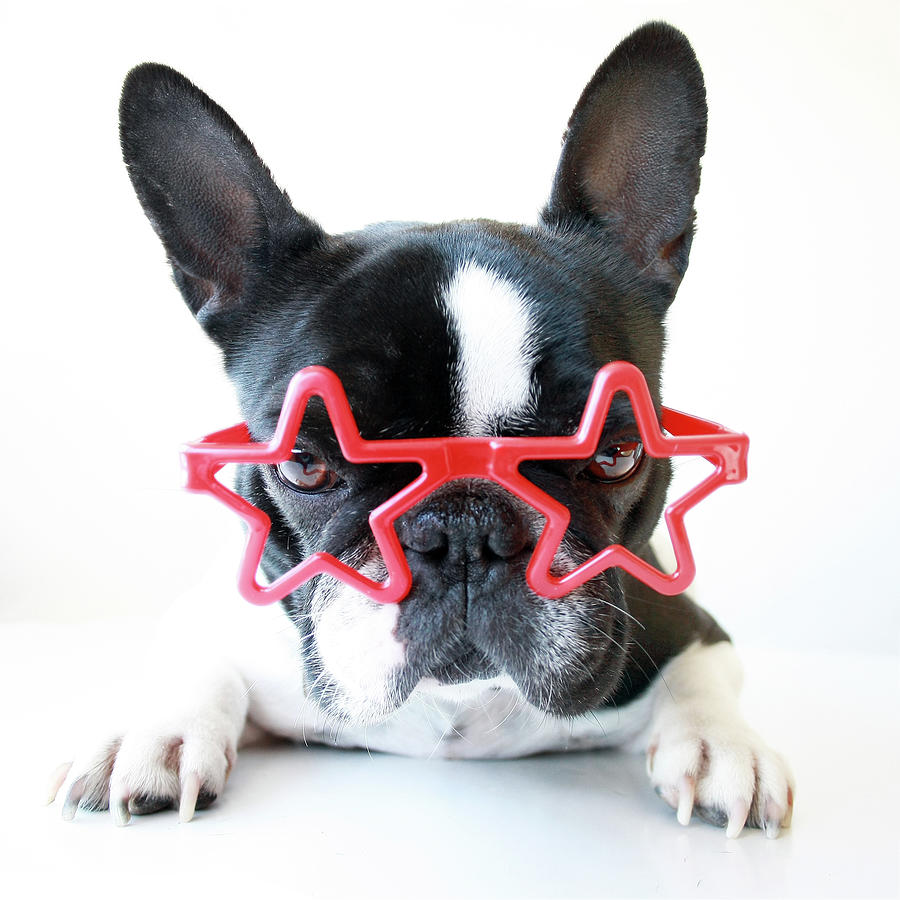 Dog With Glasses Photograph by Retales Botijero