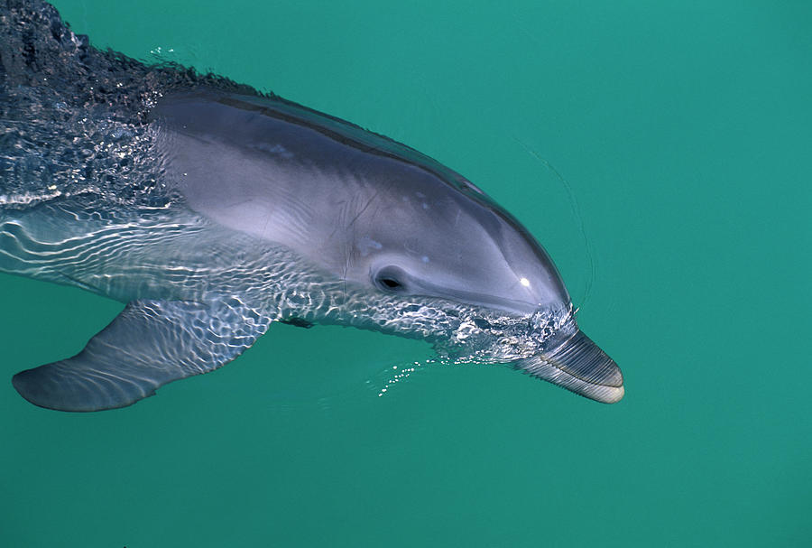 Fish Digital Art - Dolphin #2 by Heeb Photos