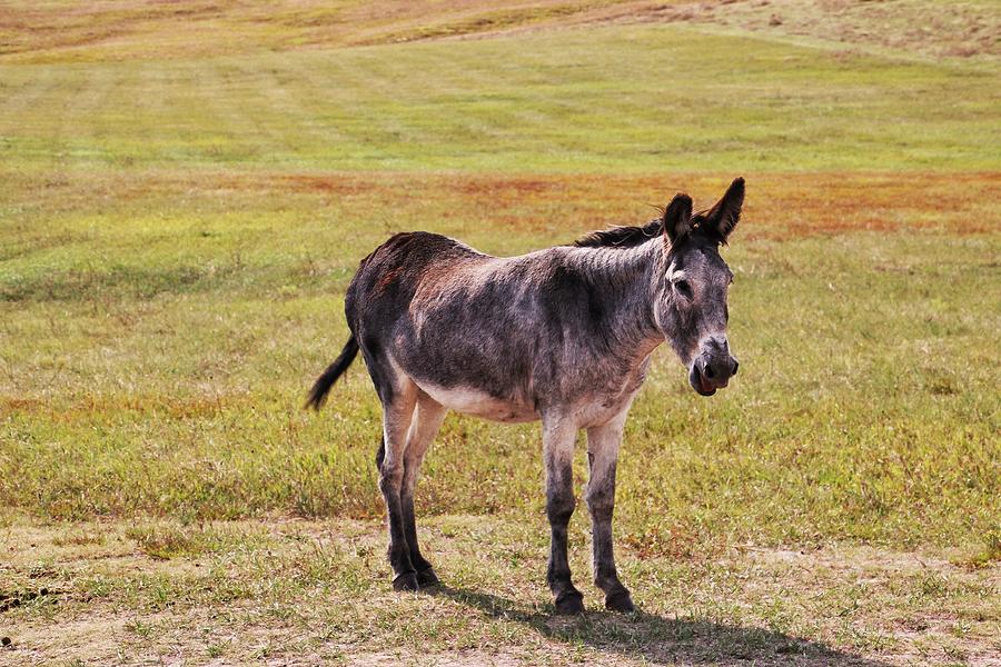 Donkey at Custer State Park #2 Photograph by Susan Jensen