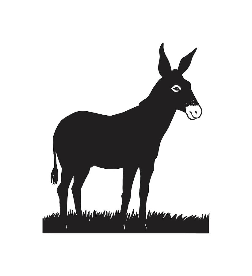 Black And White Drawing - Donkey #2 by CSA Images