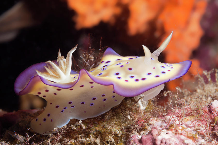 Dorid Nudibranch Photograph by Reinhard Dirscherl/science Photo Library