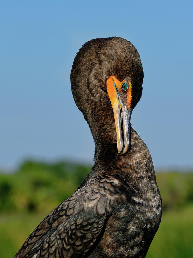 Double-crested Cormorant Close-up Photograph