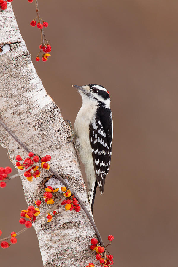 Downy Woodpecker #2 Photograph by James Zipp