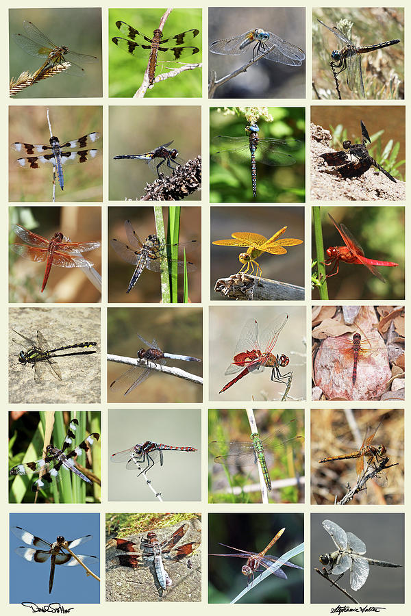 Dragonfly Collage #2 Photograph by David Salter