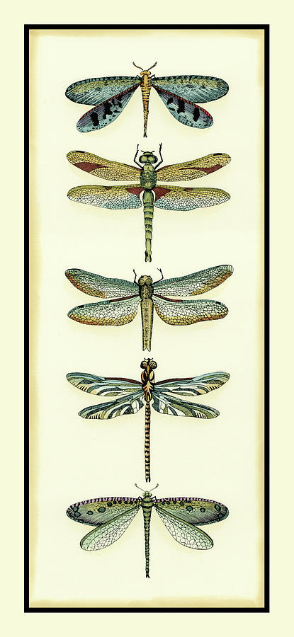 Animal Painting - Dragonfly Collector I #2 by Chariklia Zarris