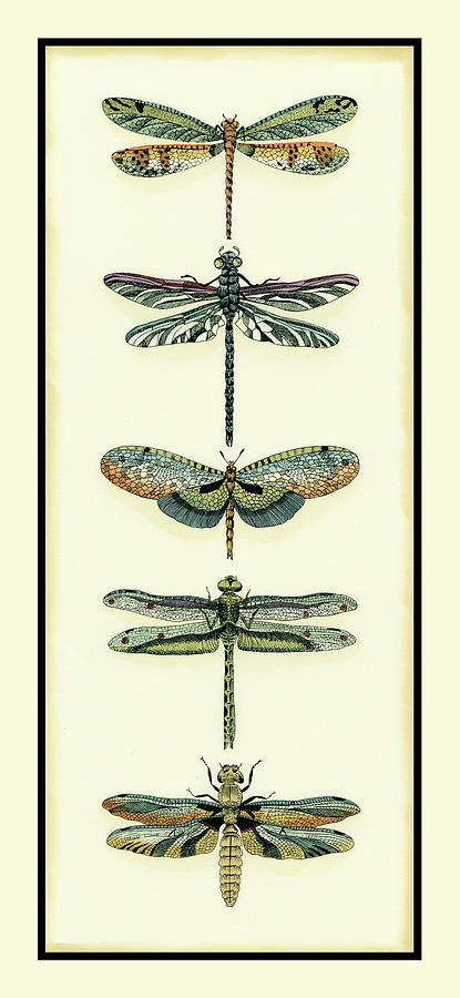 Animal Painting - Dragonfly Collector II #2 by Chariklia Zarris