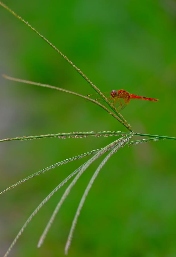 Animal Photograph - Dragonfly #2 by New Impressionist