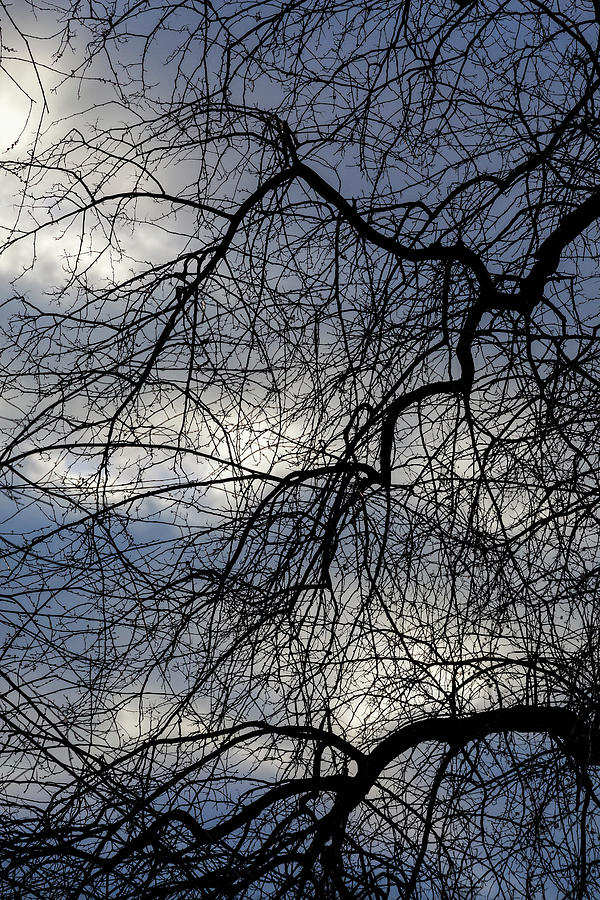 Dramatic Trees Sky and Clouds #2 Photograph by Robert Ullmann