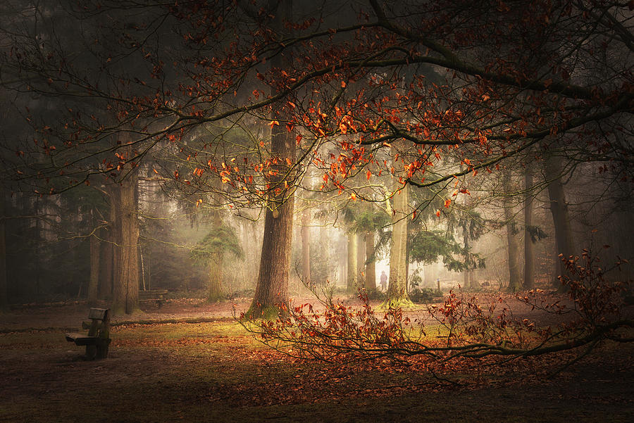 Fall Photograph - Dream Forest #2 by Saskia Dingemans