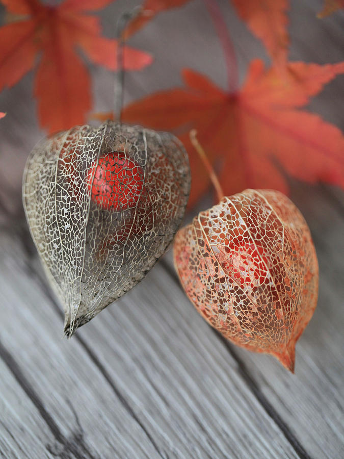 Dried Physalis Seed Pods With Berries Visible Inside #2 Photograph by Sonja Zelano
