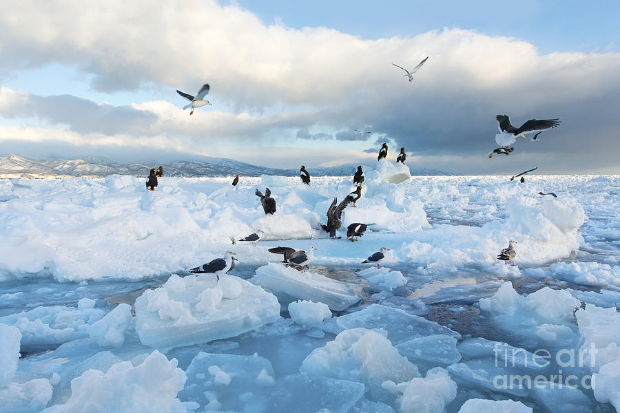 Drift Ice In Shiretoko Hokkaido Japan Photograph By Zincreative Pixels