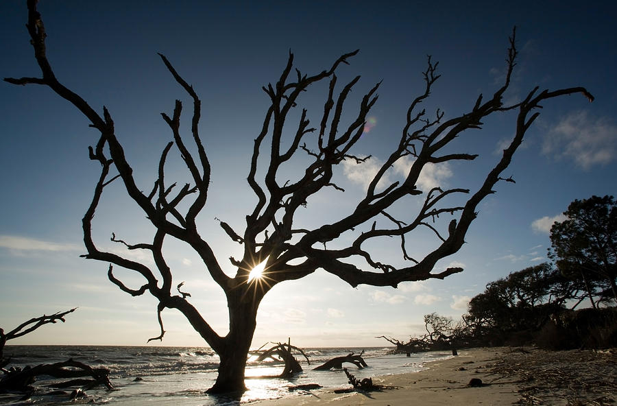 Driftwood Beach - Jekyll Island #2 Photograph by Bill Gozansky