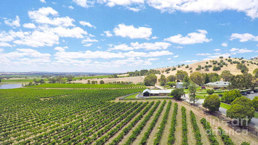 Drone aerial views of rows of grapevines and scenic landscape #2 Photograph by Milleflore Images