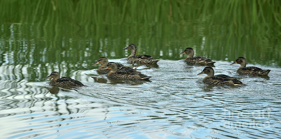 Duck Litter Photograph By Esko Lindell - Fine Art America