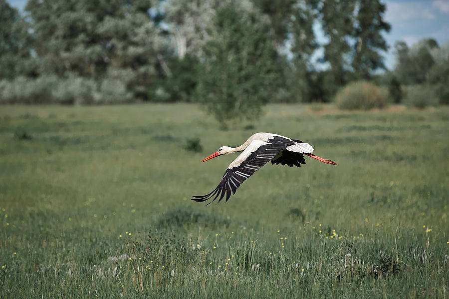 Summer Photograph - Dult Stork Flies Over An Empty Field, Village #2 by Cavan Images