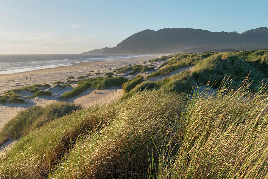 Dunes And Dune Grass At Nehalem State Photograph by Alan Majchrowicz ...