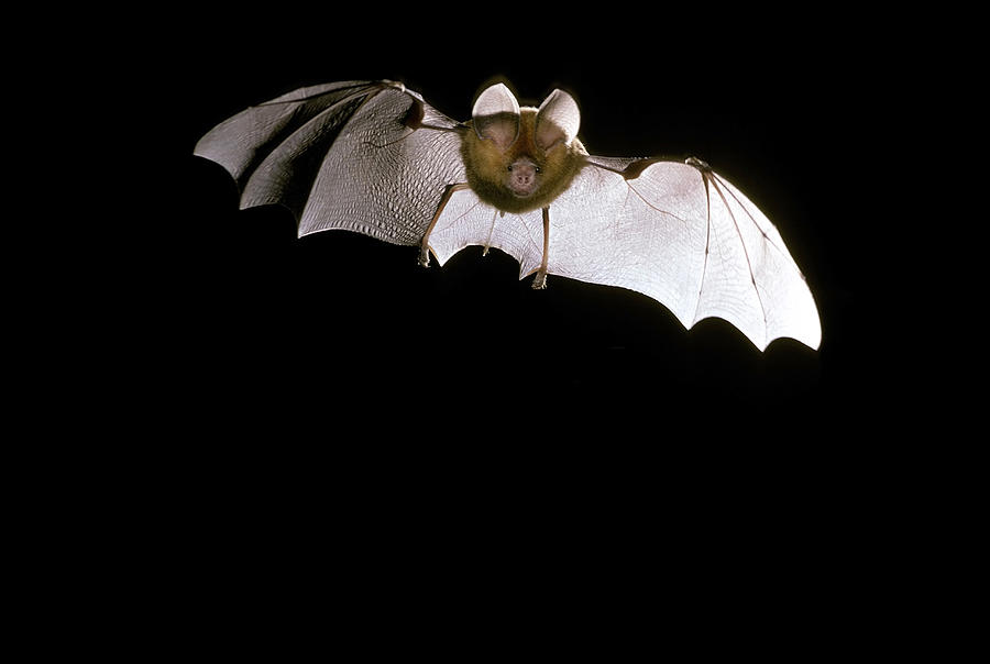 Dusky Horseshoe-bat #2 Photograph by Graham Anderson