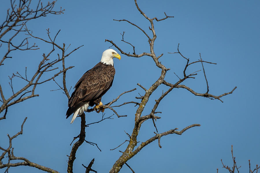 Eagle  #3 Photograph by David Wagenblatt