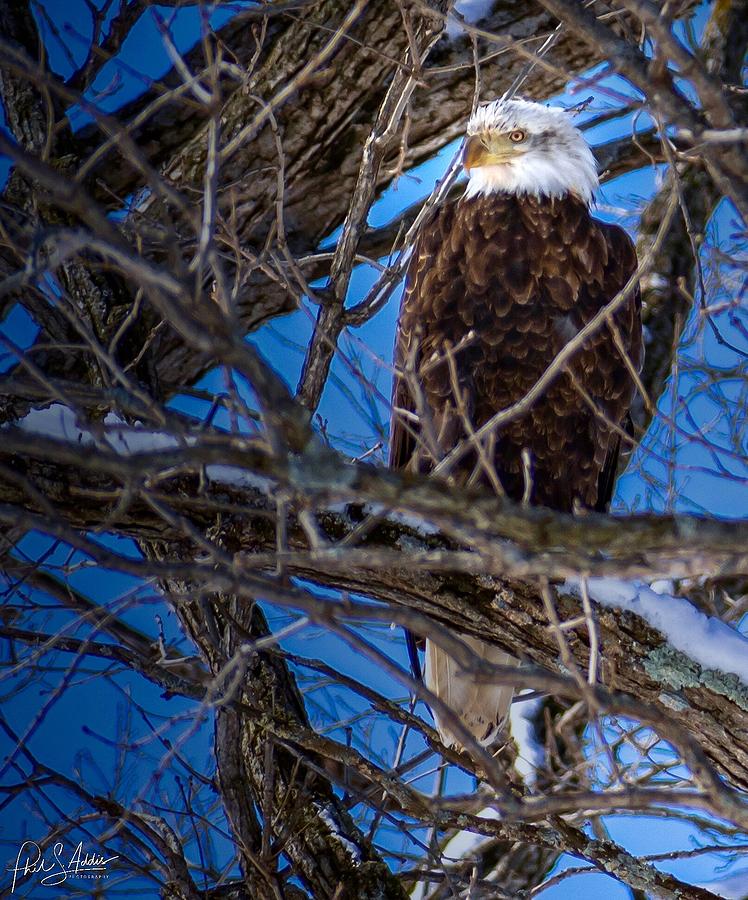 Eagle Eye #2 Photograph by Phil S Addis