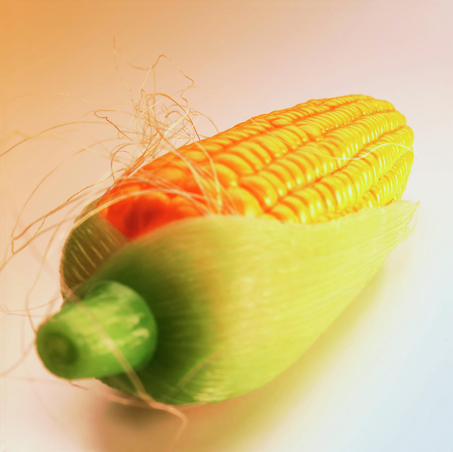 Vintage Drawing - Ear of Corn #2 by CSA Images