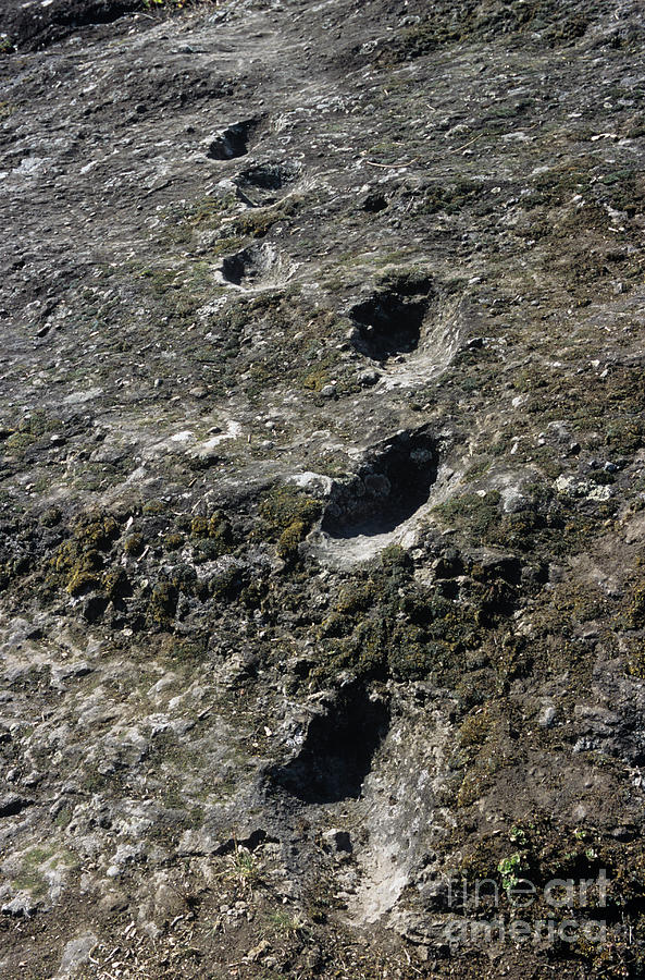 Early Human Footprints #2 Photograph by Pasquale Sorrentino/science Photo Library